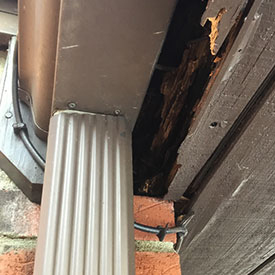 Wildlife Removal | Wild Animal Damage Repairs | Greensboro NC